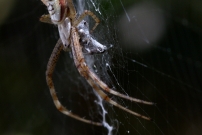 L'Argiope frelon ou Argiope fascie. Une femelle immature (Araneae - Araneidae - Argiope bruennichi)